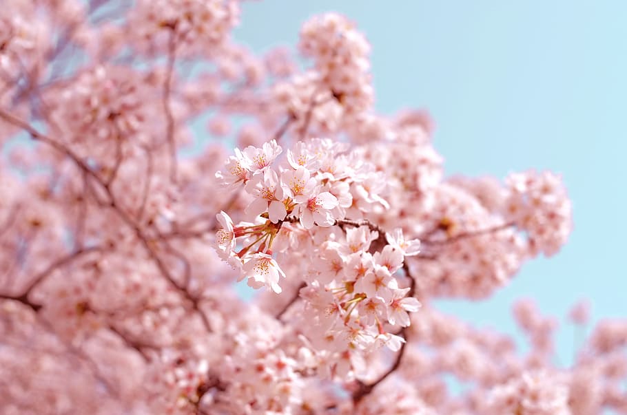 Japanese cherry blossom sakura, selective focus photography of pink cherry blossoms, HD wallpaper