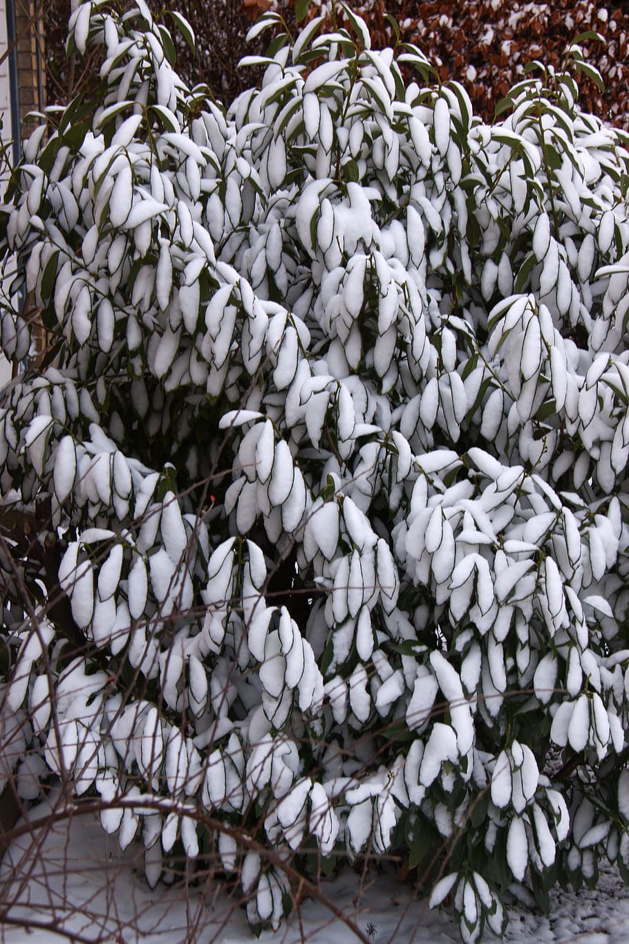 winter, snow, shrub, leaves, white, denmark, frost, ice cream HD wallpaper