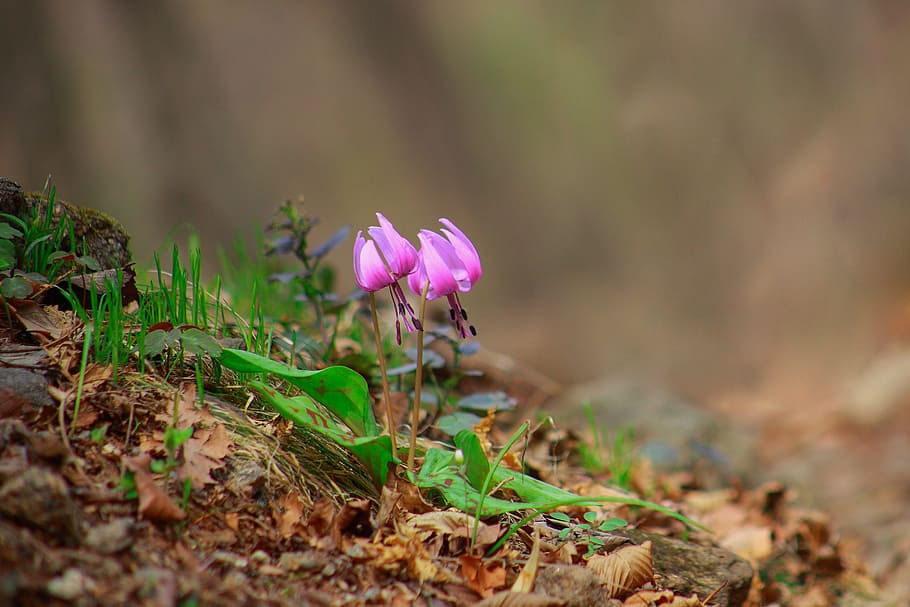 selective focus photography of purple lilies, nature, plants HD wallpaper