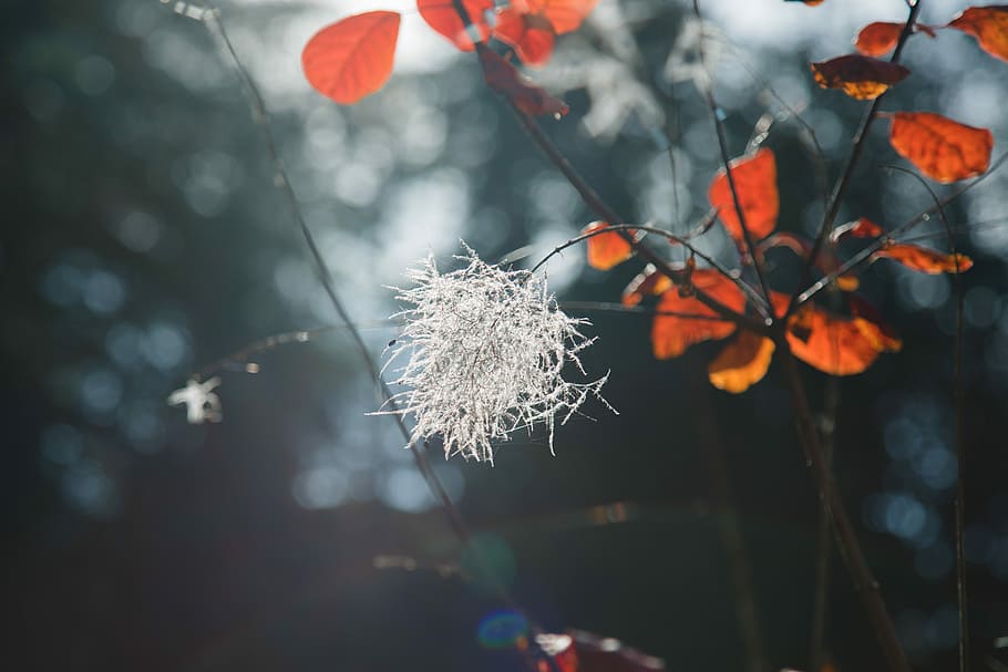 orange and white petaled flowers, close up photograph of red leaf tree with white flower HD wallpaper