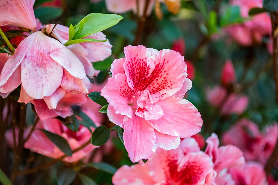 Close-Up Photography of Hibiscus Flowers, beautiful, bloom, blooming HD wallpaper