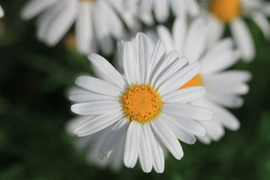 daisy, white, flower, plant, nature, flowers, green, pink flower HD wallpaper