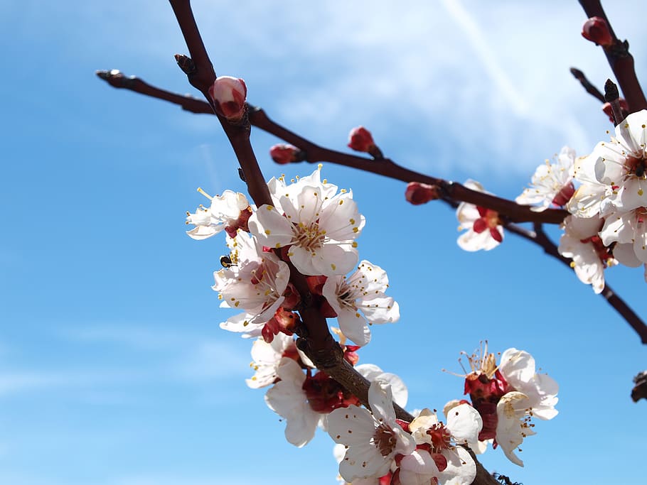 branch, cherry wood, tree, flower, flowering plant, fragility HD wallpaper