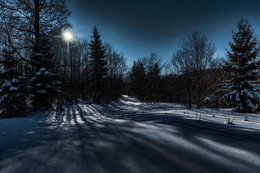 trees during winter, Snow, Ice, Wintry, Forest, winter forest HD wallpaper