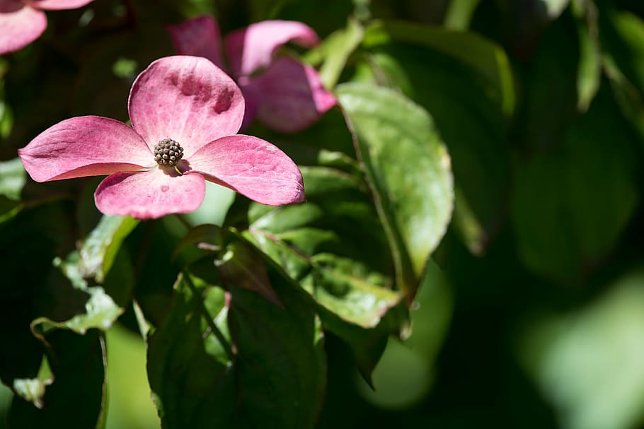 blossom, bloom, pink, dogwood, garden, nature, plant, close HD wallpaper