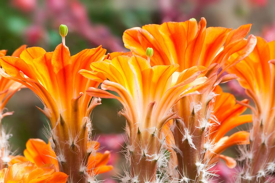 shallow focus photo of flowers, cactus, blossom, bloom, orange HD wallpaper