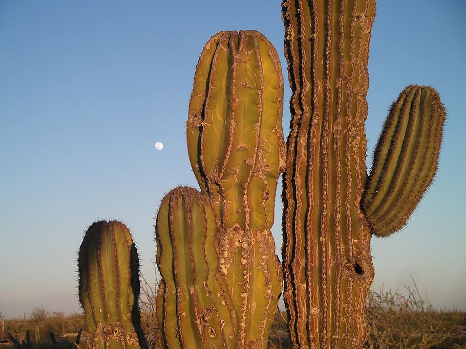 photo of saguaro cactus under blue sky, mexico, moon, huge HD wallpaper
