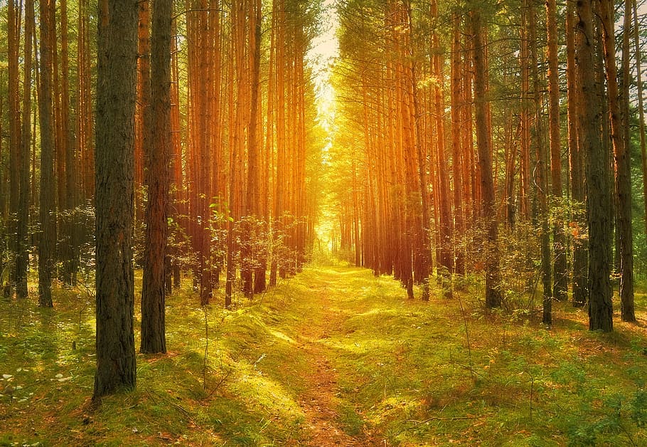brown tree line, forest, trees, pine trees, path, road, sun HD wallpaper