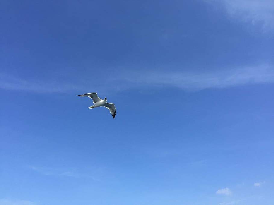 seagull, blue sky, air, fly, bird, nature, animal, flying, animal themes HD wallpaper
