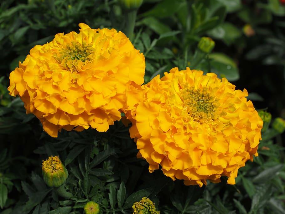 marigold, flower, blossom, bloom, yellow, marigolds, turkish carnation HD wallpaper
