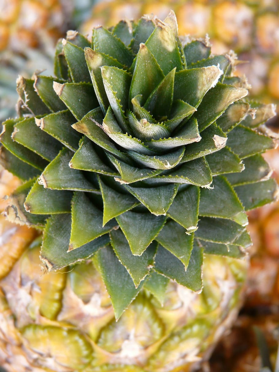 Pineapple, Fruit, Sweet, Food, Healthy, vitamins, close, macro HD wallpaper