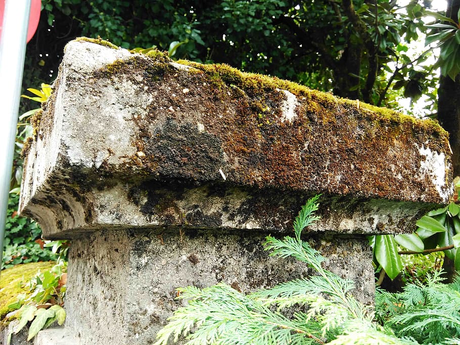 green, moss, stone, excursion, landscape, plant, day, tree HD wallpaper