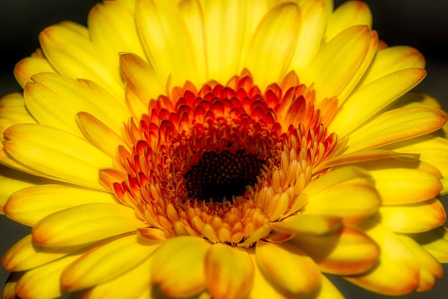 gerbera, flower, blossom, bloom, yellow, nature, macro, colorful HD wallpaper