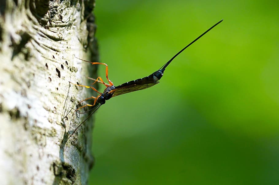 Wasp, Insect, Nature, Tree Bark, sting, one animal, tree trunk HD wallpaper