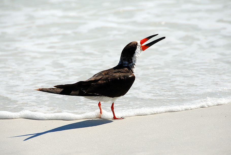 bird, gull, sand, beach, ocean, sea, water, nature, white, wildlife HD wallpaper