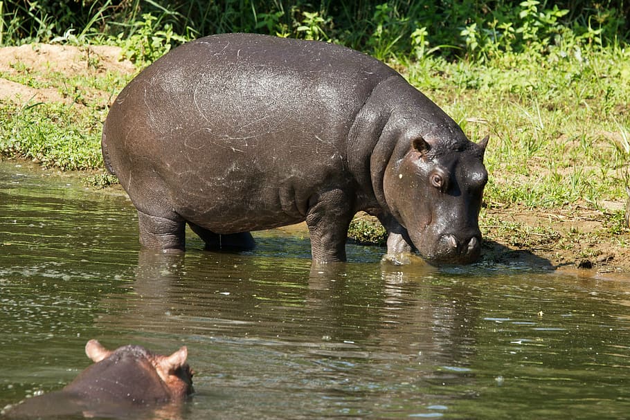 HD wallpaper: black hippopotamus, weight-loss, animal, wildlife, africa ...