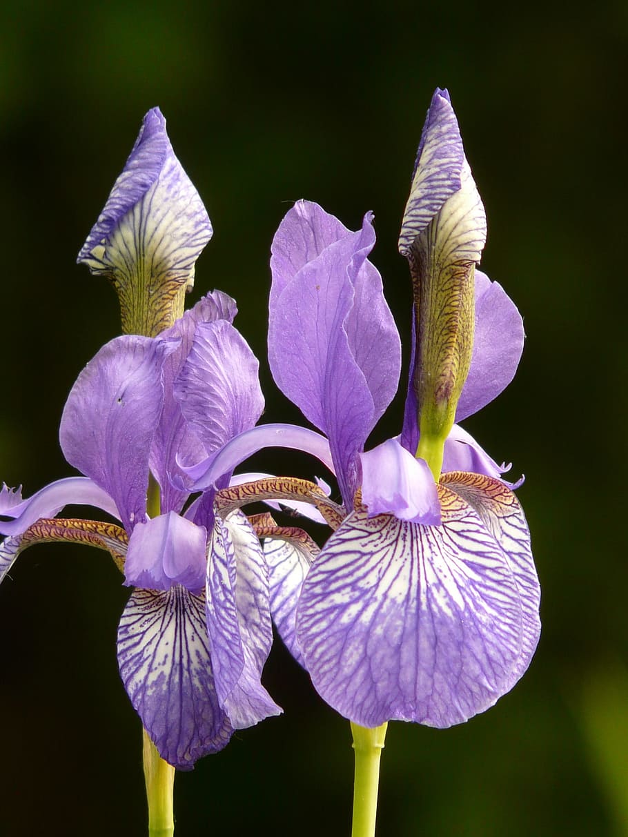 Colored, Irises, Iris, Plant, different colored irises, blossom HD wallpaper