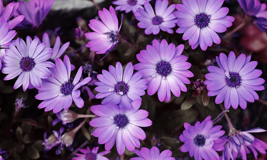 selective focus photography of purple Ursinia flower, spring HD wallpaper