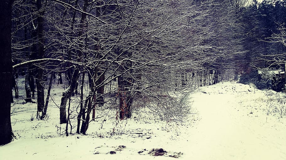 Forest, Winter, Snow, Poland, Rumia, cold temperature, nature HD wallpaper