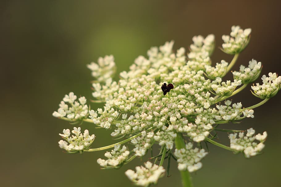 flower, bloom, plant, flowering plant, freshness, beauty in nature HD wallpaper