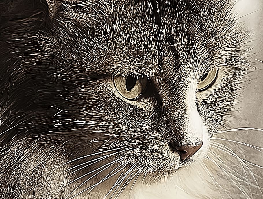 cat, graphic, photo, filter, treatment, pet, animal, mammal HD wallpaper