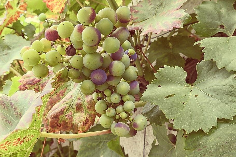 grapes, grapevine, vines stock, rebstock, green, blue, fruit