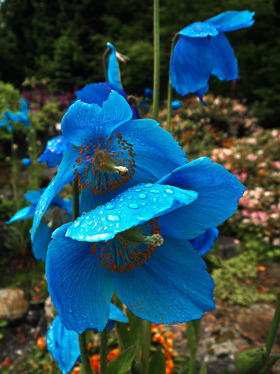 nature, flower, plant, blue, flowering plant, close-up, beauty in nature HD wallpaper