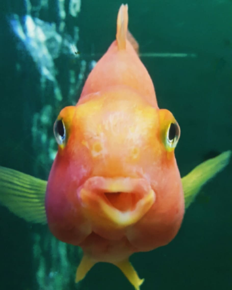 Fish, Goldfish, Floating, small fish, animal, water, cichlid HD wallpaper