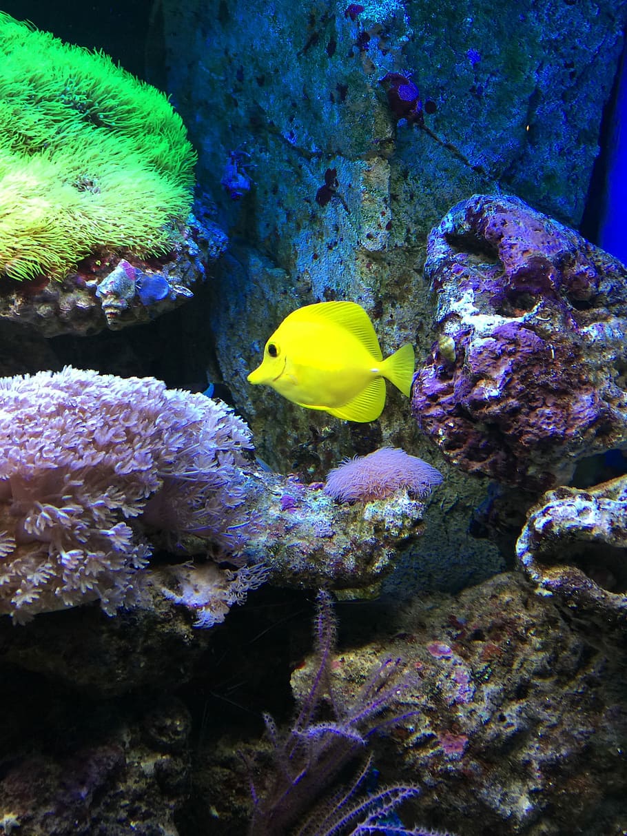 Fish, Water, Aquarium, underwater, undersea, yellow, sea life HD wallpaper
