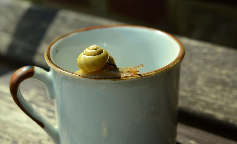 snail on white ceramic teacup, Reptile, Mollusk, Shell, slowly HD wallpaper