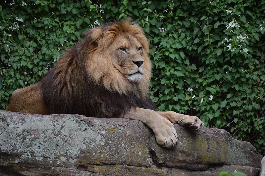 lion, concerns, predator, cat, zoo, animal, royal, feline, animal themes HD wallpaper