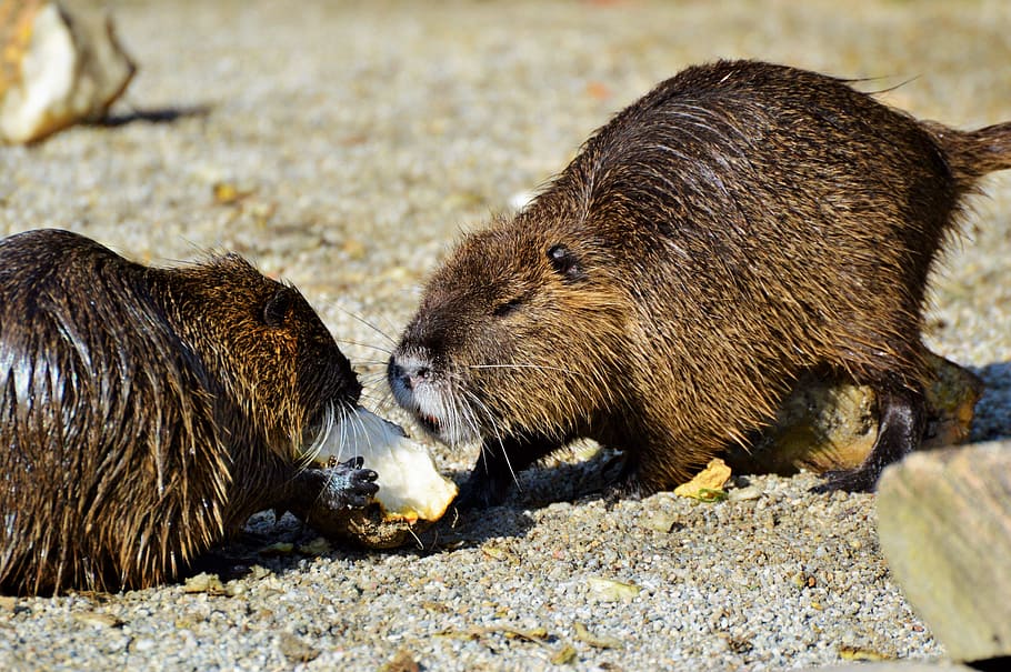 nutria, rodent, water rat, species of rodent, waters, animal, HD wallpaper
