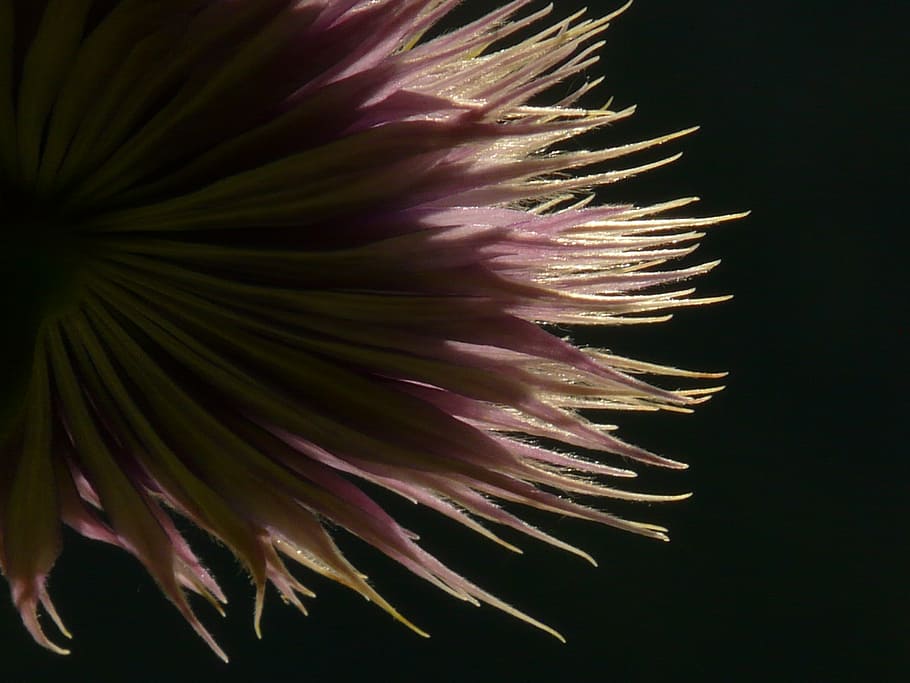 clematis, fruit, back light, flower, flora, shadow, flowering plant HD wallpaper