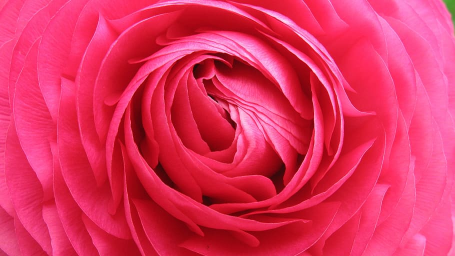 flower, inner, blossom, bloom, red, beautiful, center, close HD wallpaper