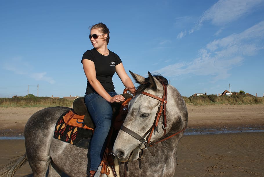 beach, equine, sunny, animal, animal themes, mammal, domestic animals HD wallpaper