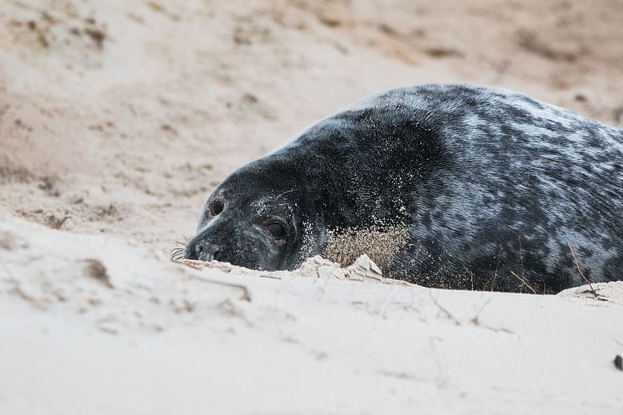 grey seal, robbe, halichoerus grypus, beach, dune, helgoland, HD wallpaper