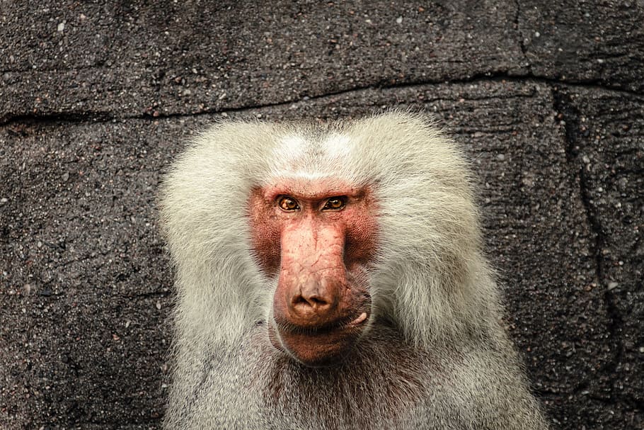baboon, papio, hamadryas, monkey, old world monkey, primates HD wallpaper