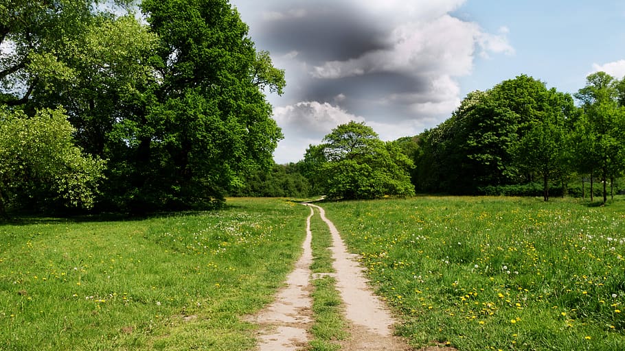nature, tree, grass, landscape, summer, field, plant, green color HD wallpaper