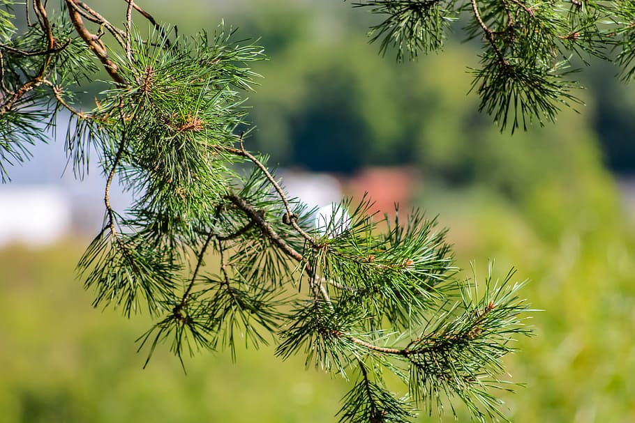 needles, forest, background, pine, summer, closeup, macro, scratchy HD wallpaper