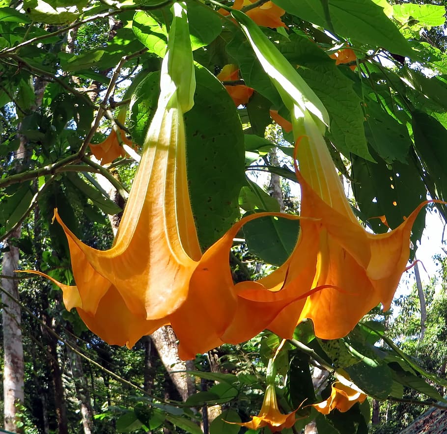 Purple Angel's Trumpet Datura metel 10 Seeds – R&B Floridaseeds