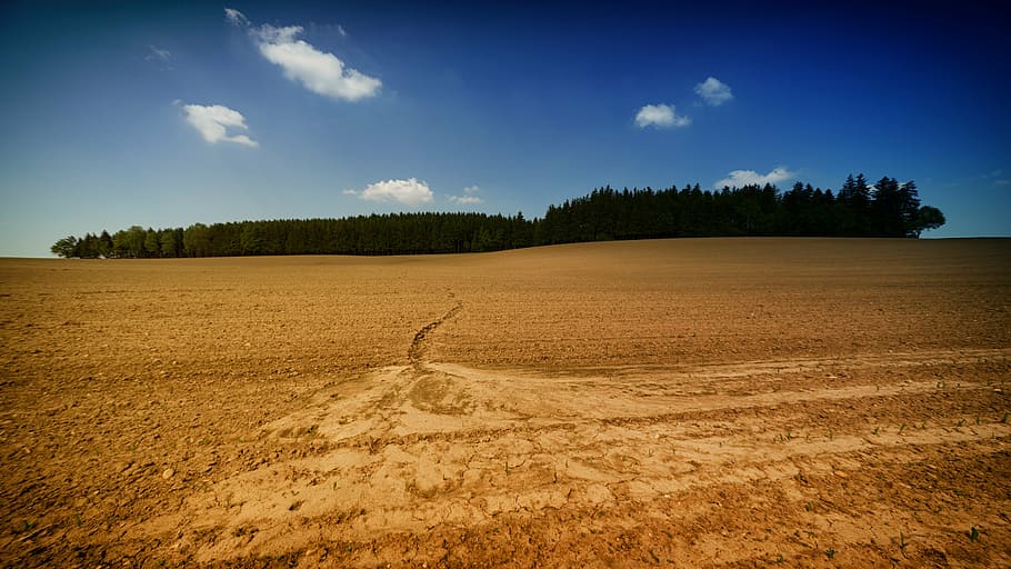 dry soil during daytime, trees, plants, nature, forest, field HD wallpaper