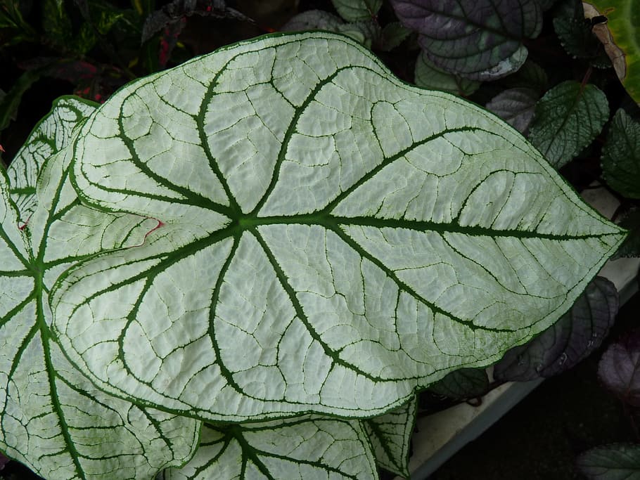 Leaf, Green, Plant, Tropical, kaladie, green color, vegetable HD wallpaper