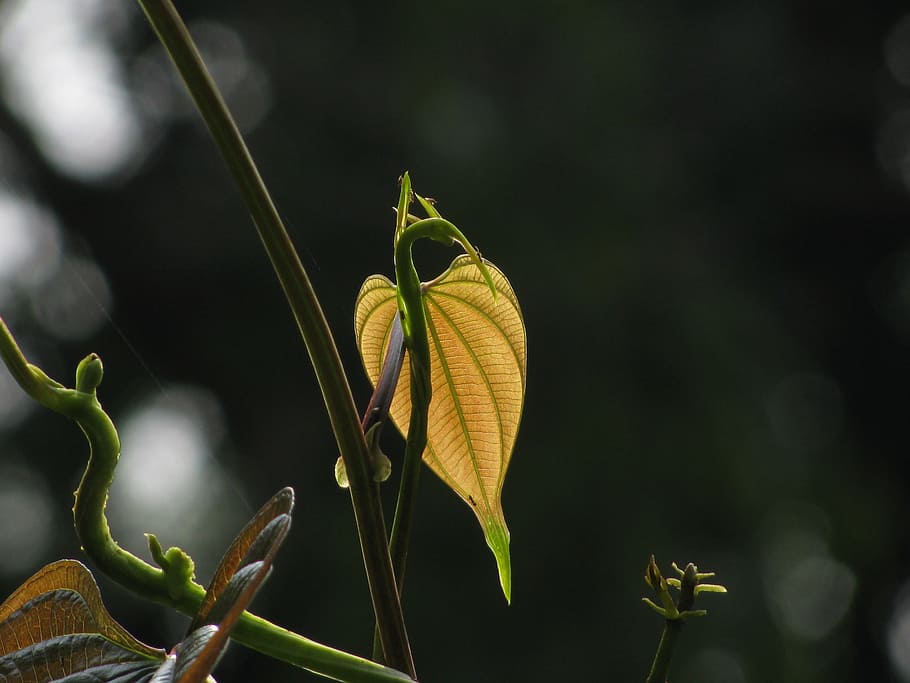 leaf, light, vines, climbers, climbing, plants, greens, backlit HD wallpaper