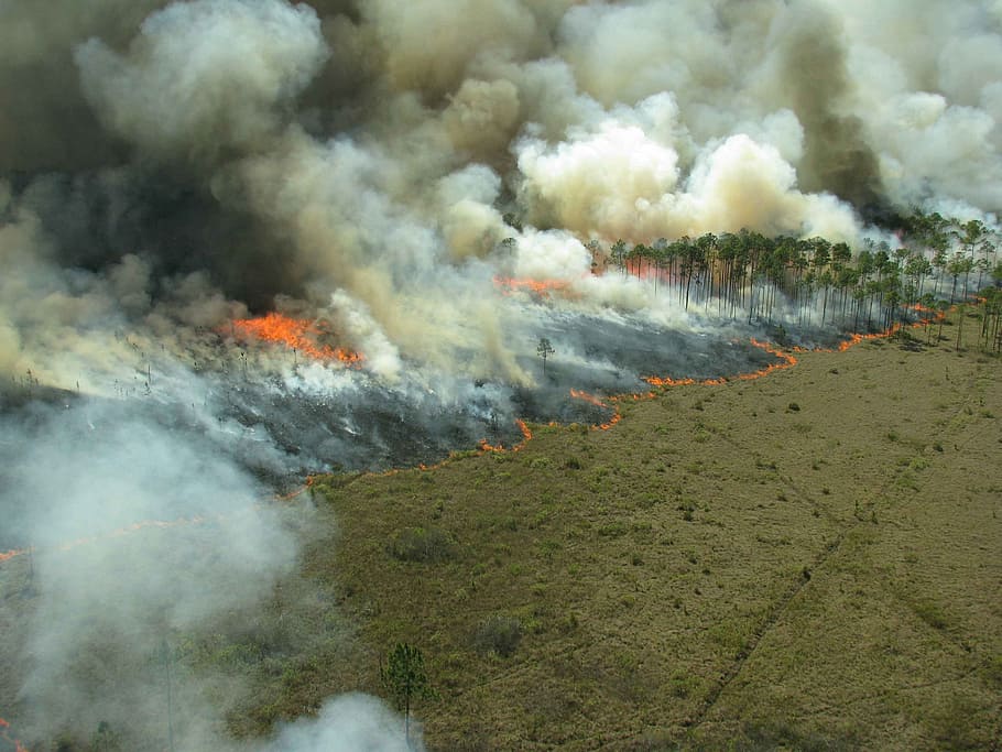forest, burn, prescribed, flames, fire, smoke - physical structure HD wallpaper