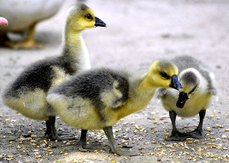 three yellow-and-gray ducklings, black, chicks, fluffy, plumage HD wallpaper