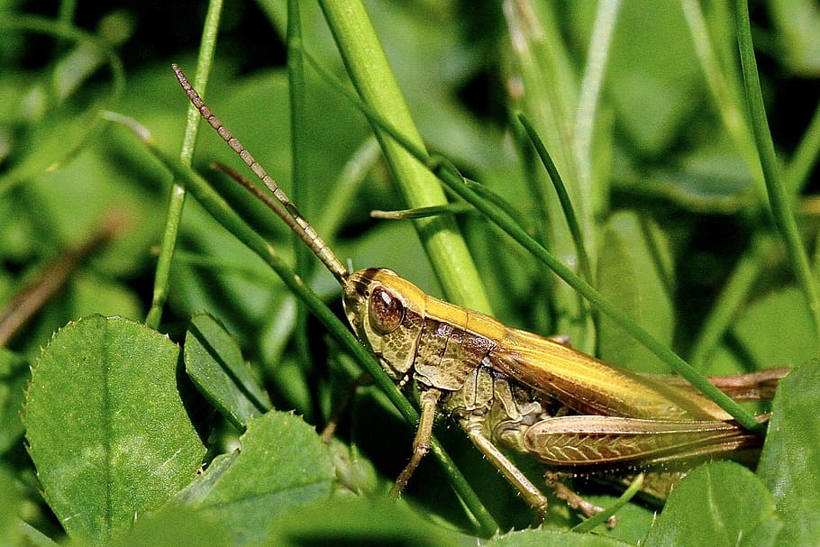 brown grasshopper on green leafed plant, brown and green cricket on green leaf HD wallpaper