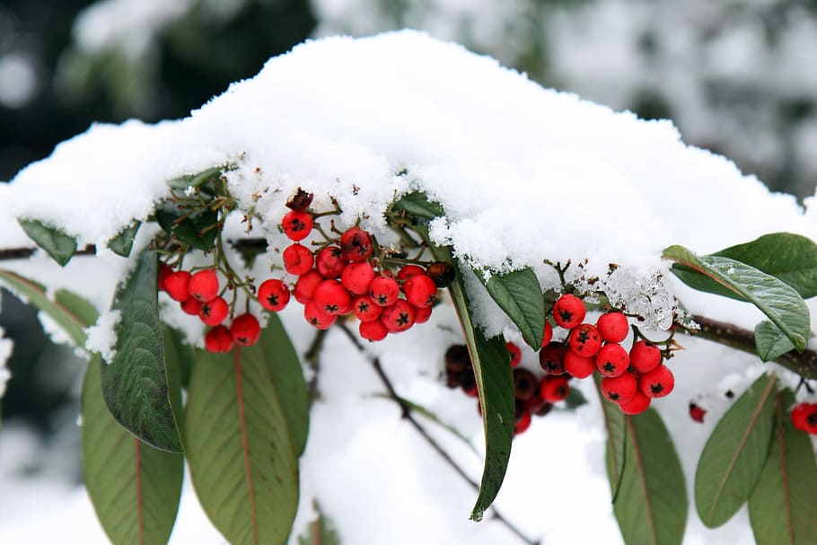 round red fruits covered by snow, Berries, Berry, Bunch, Cold HD wallpaper