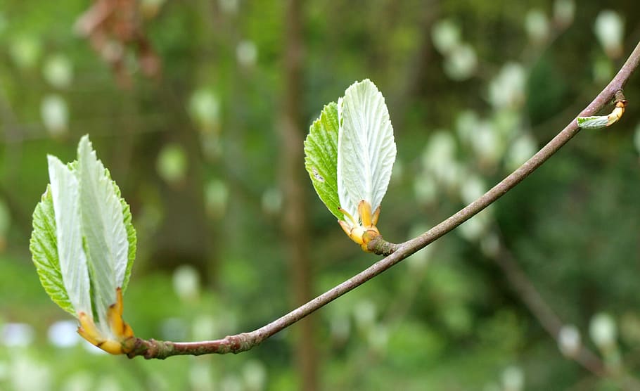spring, tree, branch, plant, focus on foreground, growth, nature HD wallpaper