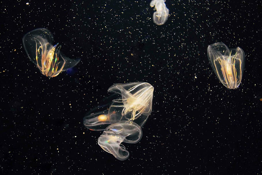 several jellyfish under water, jelly fishes wallpaper, marine life, HD wallpaper