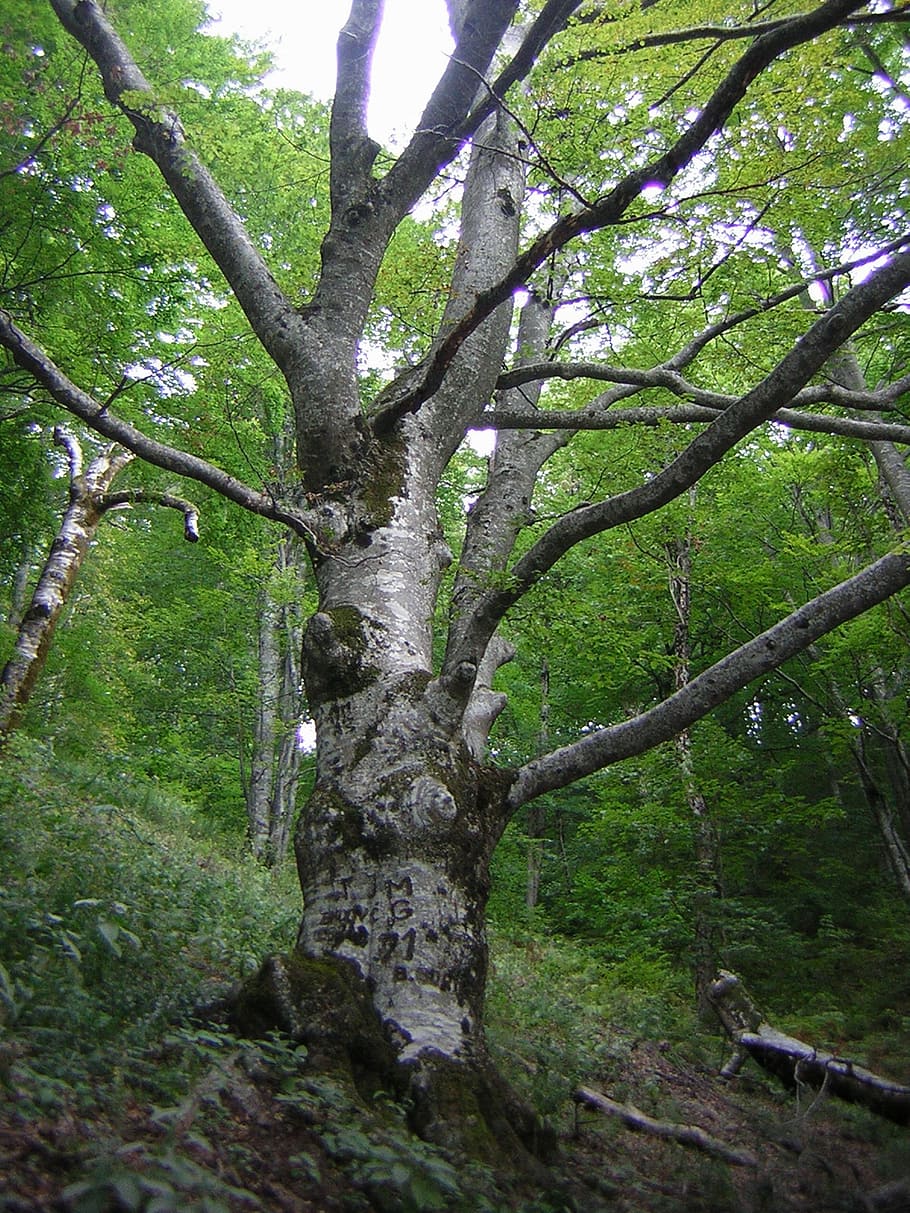 beech, tree, forest, nature, deciduous tree, plant, trunk, tree trunk HD wallpaper